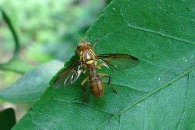 实蝇趴在衣服上会产卵吗,有一只进到屋里了,对人有危害吗?