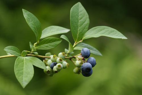 淘宝买的果树苗,中了一年多实在不知什么苗了