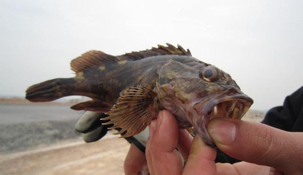 平鲉科     sebastidae     菖鲉属     sebastiscus   鱼类(可食用)