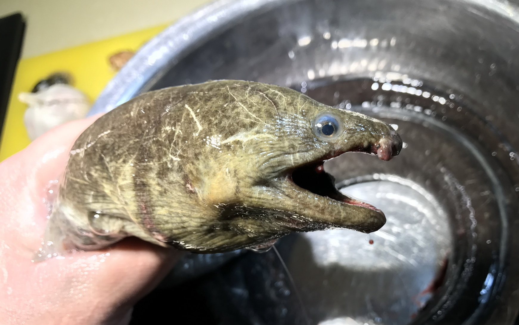 『闽南第一大补汤-一夜七次郎还要郎』(ha107)