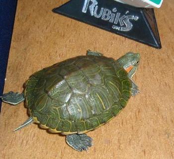 哪个品种的乌龟最好看,而且好养啊!但要长不大的那种!
