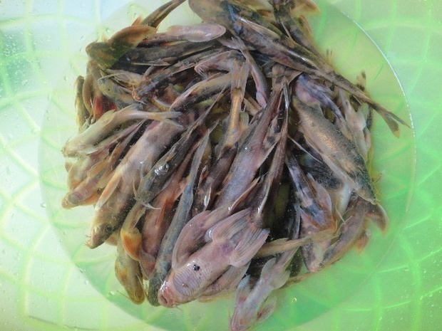 这是最最奇妙的"上树鱼".