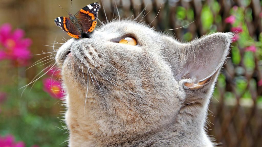 可爱萌宠猫咪微距摄影写真[图1]