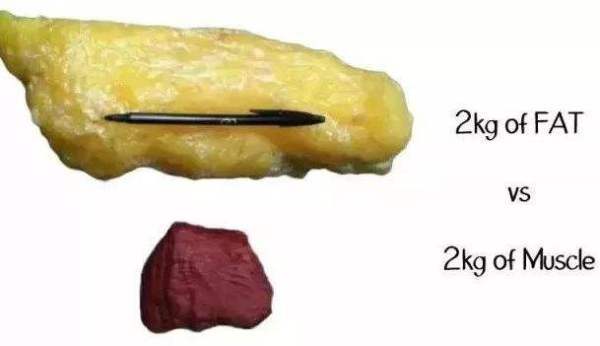 脂肪是什么颜色的