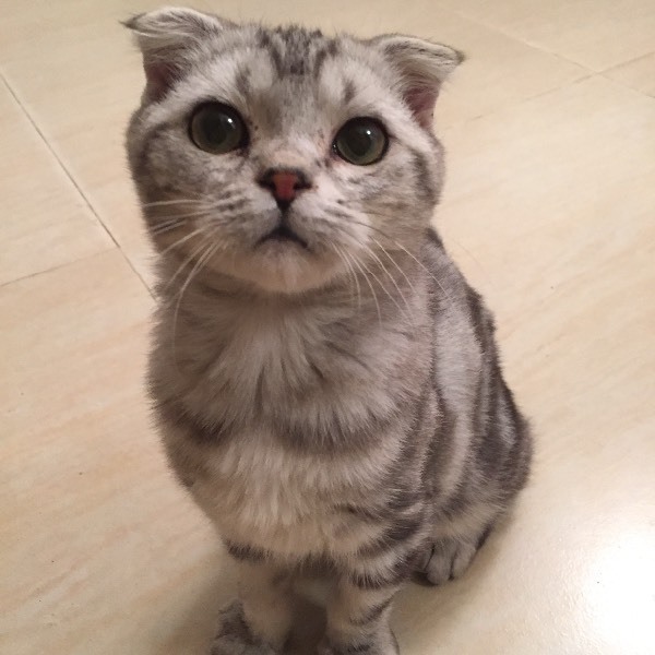 帮忙鉴定一下这是美短折耳猫吗