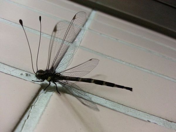 这个有长触角,又长有很大很大尾巴的,这个蜻蜓叫什么名字?