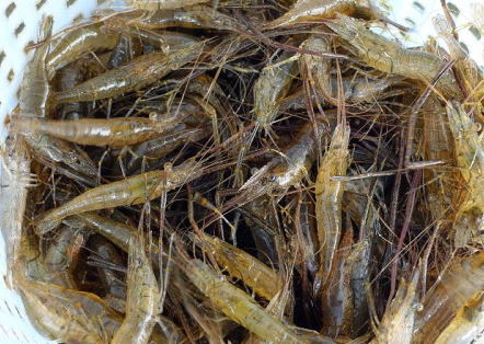 基围虾与河虾有什么区别?