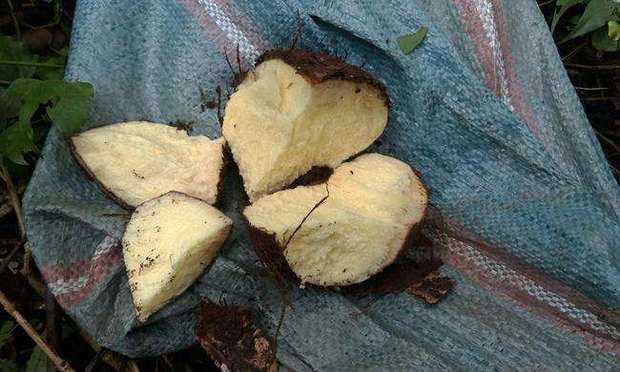 株芽黄魔芋的切片图颜色是什么样的