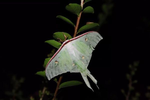 长尾水青娥长什么样子?这种动物成年后能有多大?