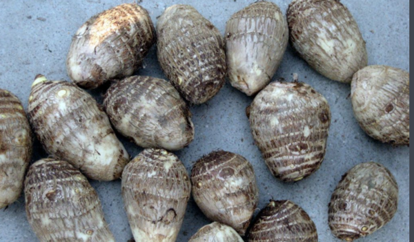 芋头刮好怎样才能不发黄