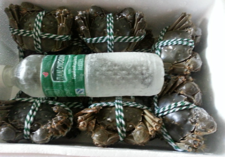 螃蟹装泡沫相里需要留洞呼吸吗