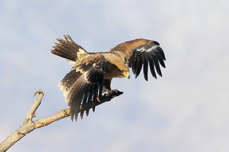 西游伏妖篇九头金雕是金翅大鹏吗
