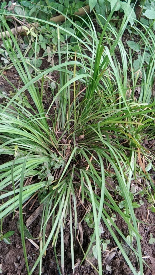 四川话叫_洗水香,有哪位知道学名叫什么