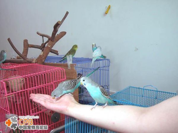 虎皮鹦鹉拉的便便好像有很多血,也没什么精神