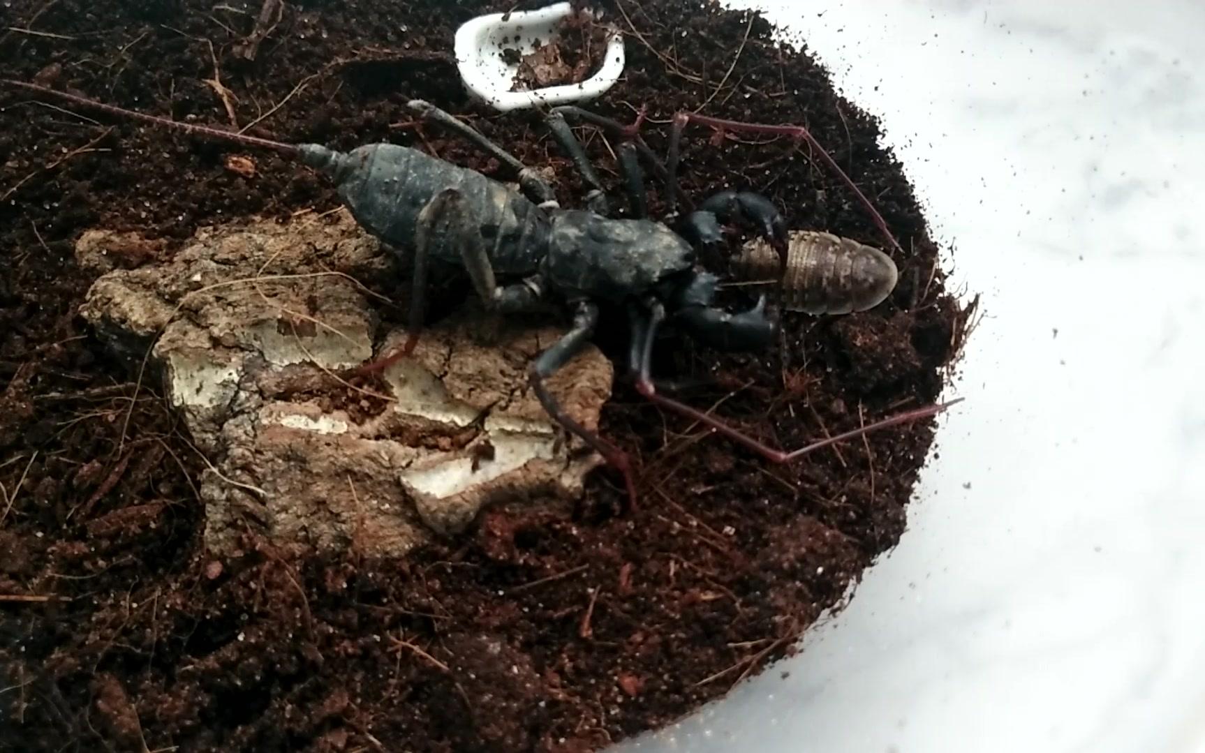 鞭尾蝎捕食小杜比亚蟑螂