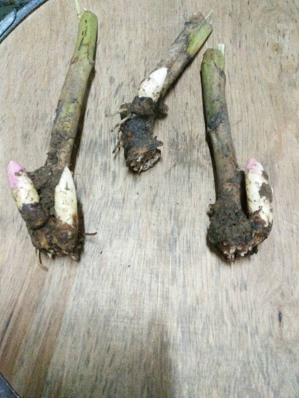 芍药花根这样能活吗?怎么操作栽种?