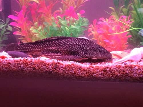 鹦鹉鱼跟地图鱼会不会吃小鱼呢