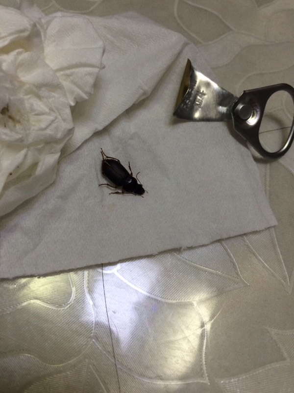 大家知道这是蟑螂吗?_360问答