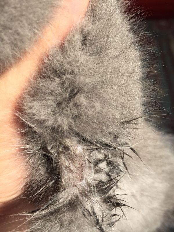 猫咪身上掉毛了,有图片帮看看怎么回事,分别在下巴和腿上 今天才发现