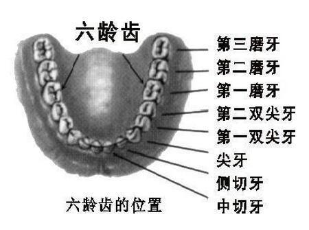 六龄齿的位置