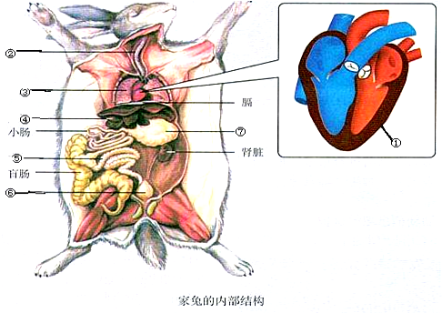 兔子的内部解剖图图片