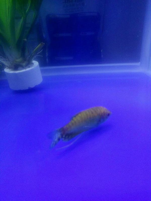 黄鳗鱼尾巴颜色一般变淡尾部少少有点腐烂怎么