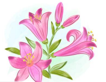 一幅百合画简笔画