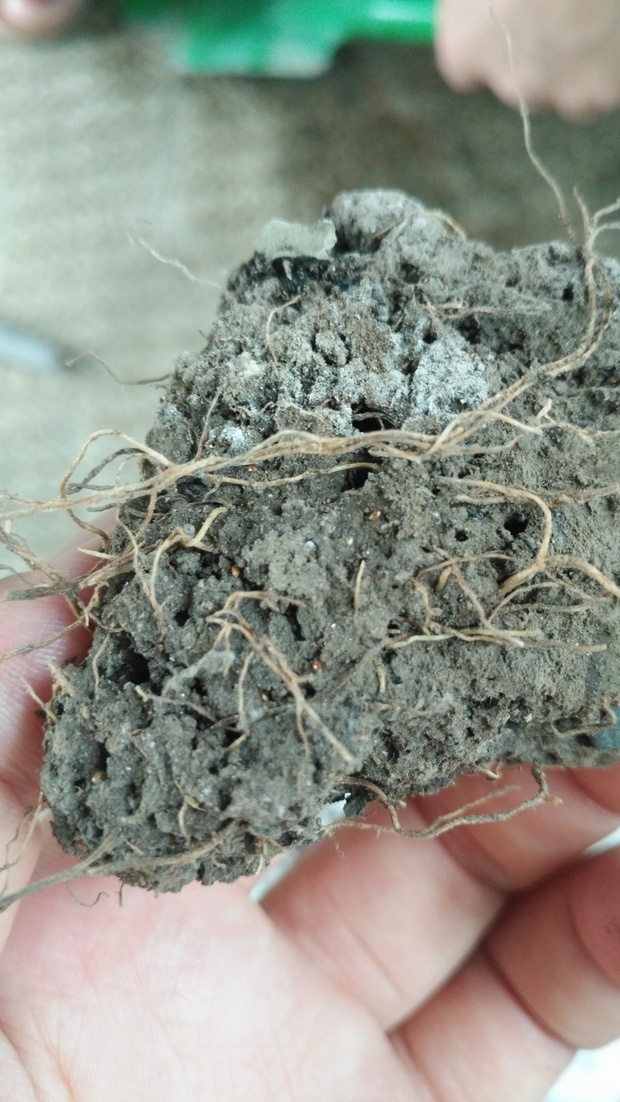 家里的花盆里有像芝麻一样的半透明黄色虫卵,和灰黑色的小虫子,是什么