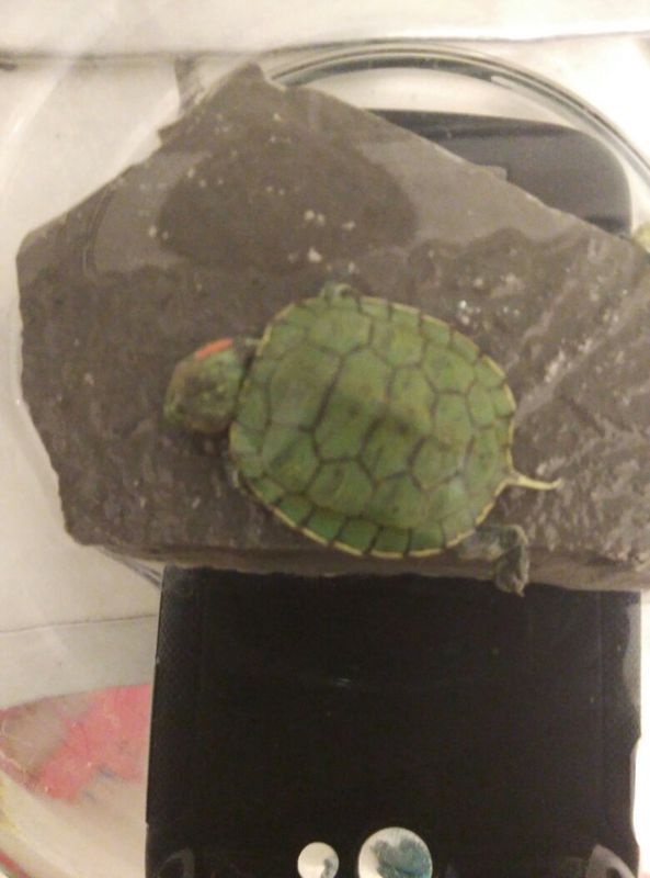我的乌龟快死了 壳摸起来有点软 没有精神 也不
