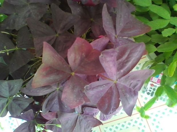 紫色的三角形花瓣,这是什么花