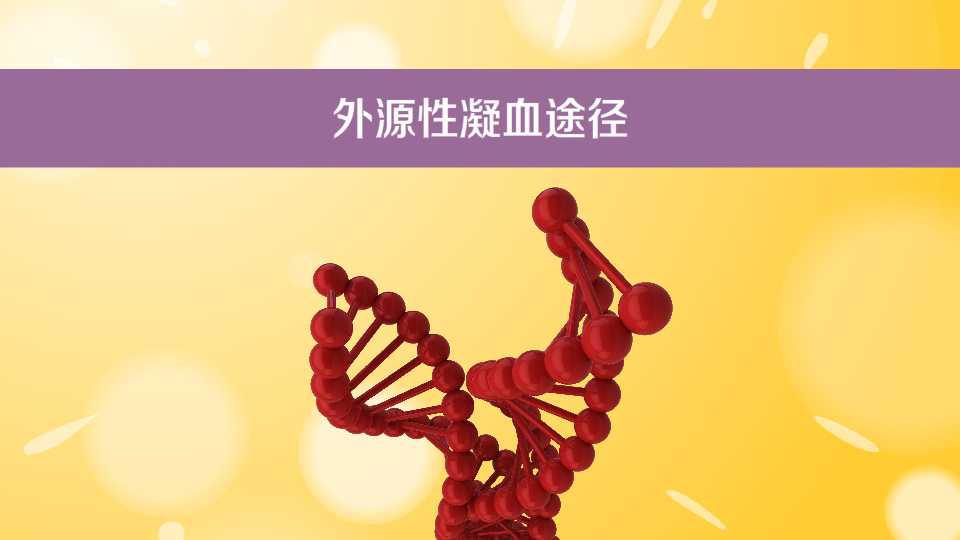 外源性 凝血途径:外来的 凝血因子参与止血