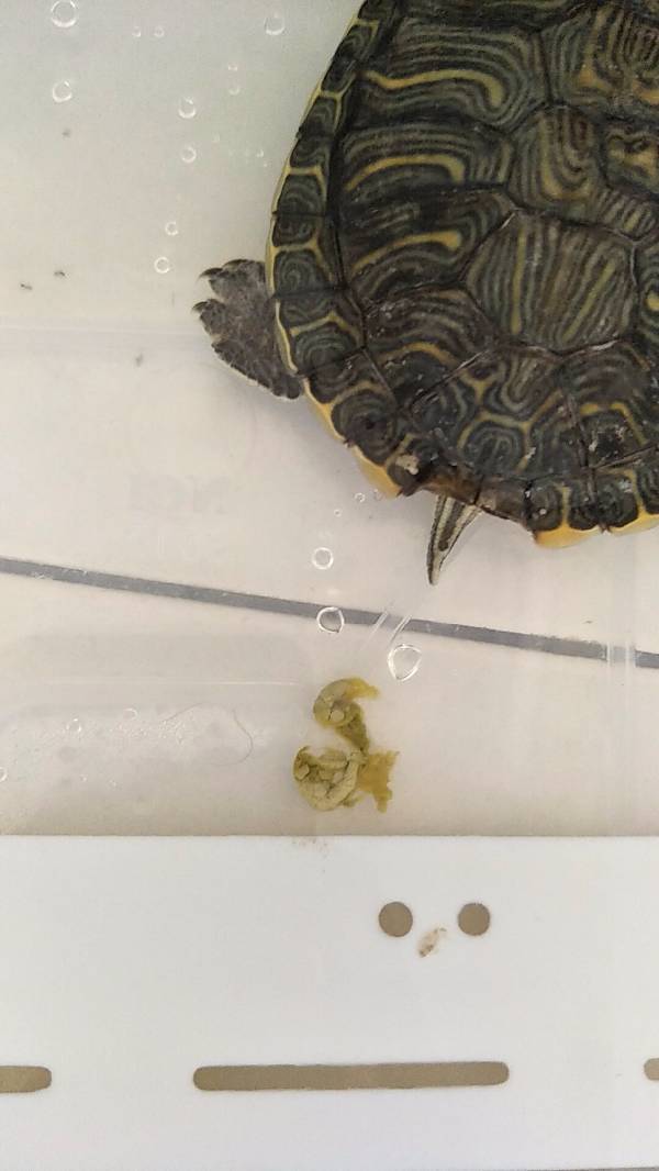 乌龟不吃东西还拉屎,绿色白色的长条状,是怎么了?
