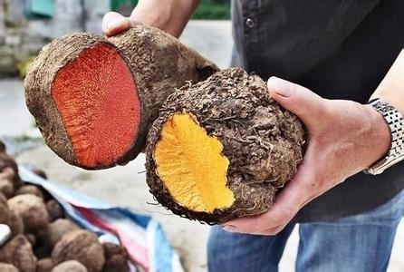 今天去山里采了个黑黑的果实,是一种藤类植物的根.