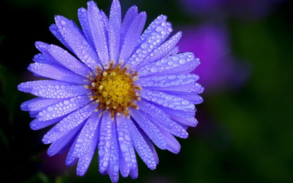 近拍雨滴下的小清新花花世界[图3]