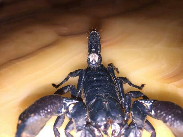 成体蝎子尾巴上为什么商家要在尾刺那割一下?