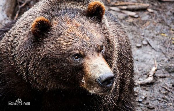 棕熊的饮食方式