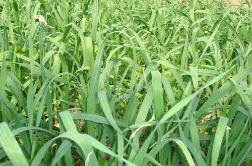 大蒜长成蒜苗需要多长时间