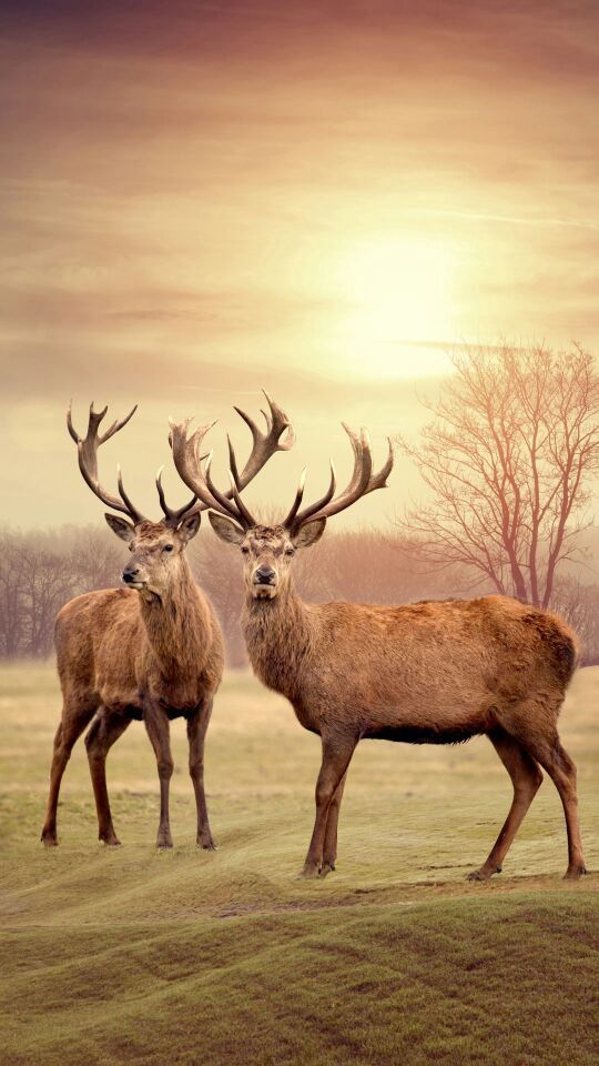 甲哌鎓跟苄氨基嘌呤可以同时用吗?