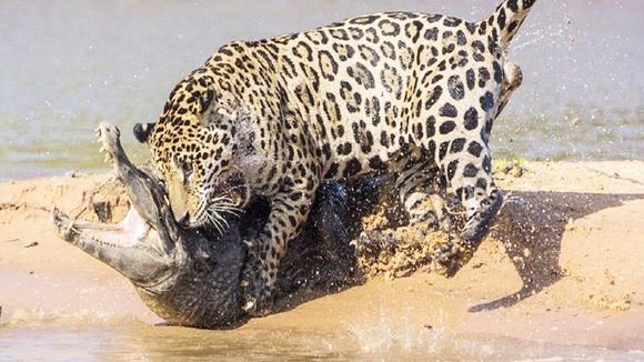 豹子捕食鳄鱼,一口咬住鳄鱼脖子,镜头拍下全过程