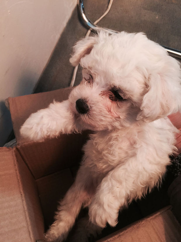 这只比熊是不是有点丑,才一个多月.