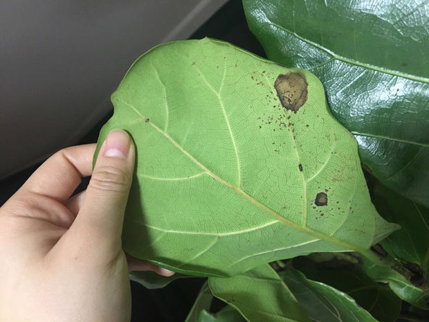 琴叶榕一直掉叶子