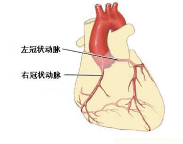 如何看懂冠脉造影图图片