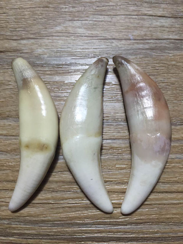 一个正品狼牙大概多少钱?什么地方能买到?