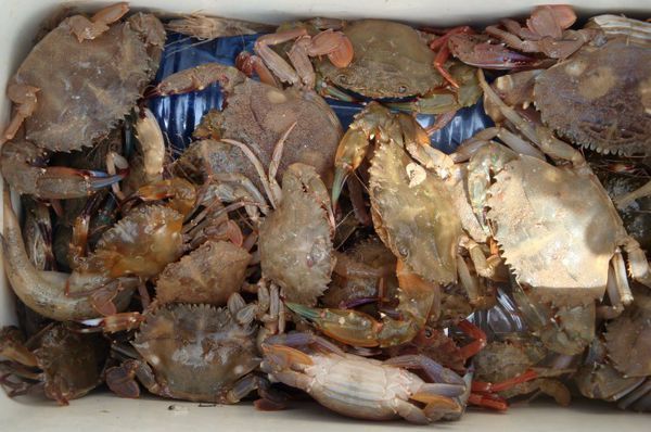 求这种螃蟹的学名?我们家乡叫岩头蟹