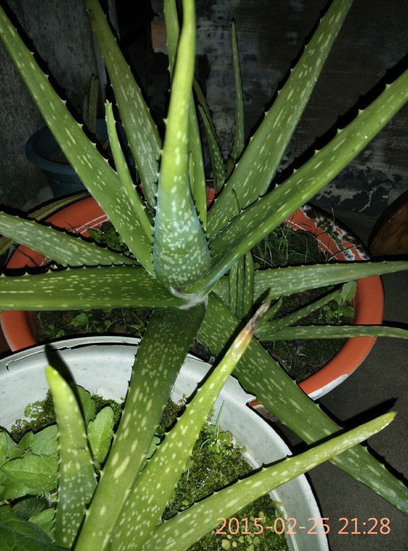 不知道是什么品种的?我发一些图片,帮我