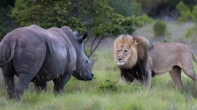 2000斤的 犀牛挑战19头 狮子  犀牛完虐狮群