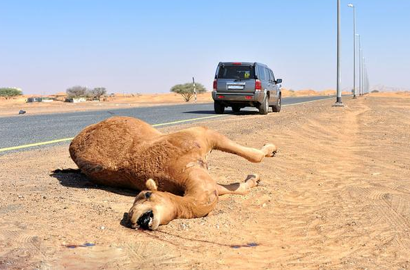 为什么在沙漠中,渴死的骆驼不能碰?