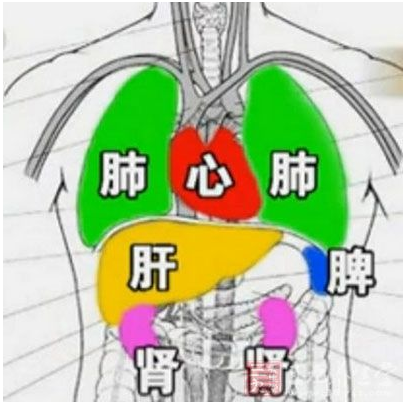 肺和胃的位置图片图片