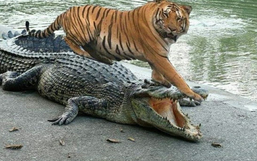 母老虎捕杀鳄鱼,直接扑上鳄鱼的背咬断它的颈椎,场面太精彩了