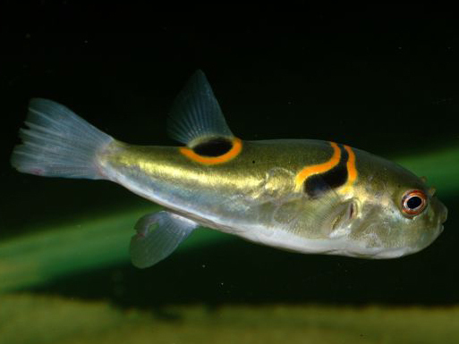 四齿鲀科      tetraodontidae      东方鲀属     takifugu    有毒